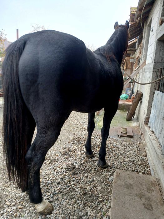 Cal trapasi de vânzare