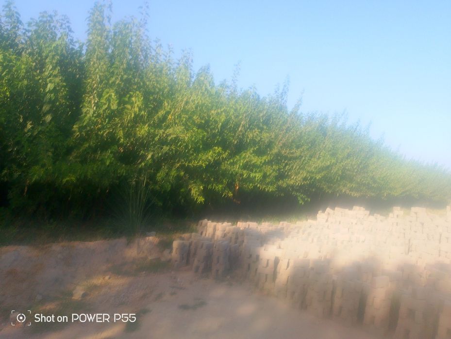 Tut koʻchatlari sifatli yapon barg