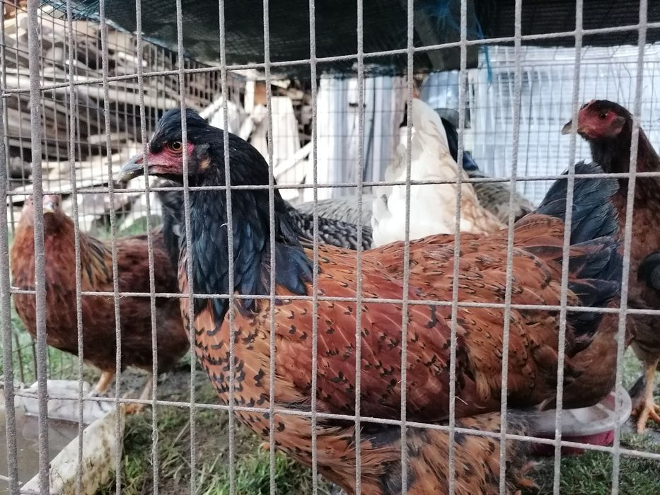 Puicute și cocosi de casa