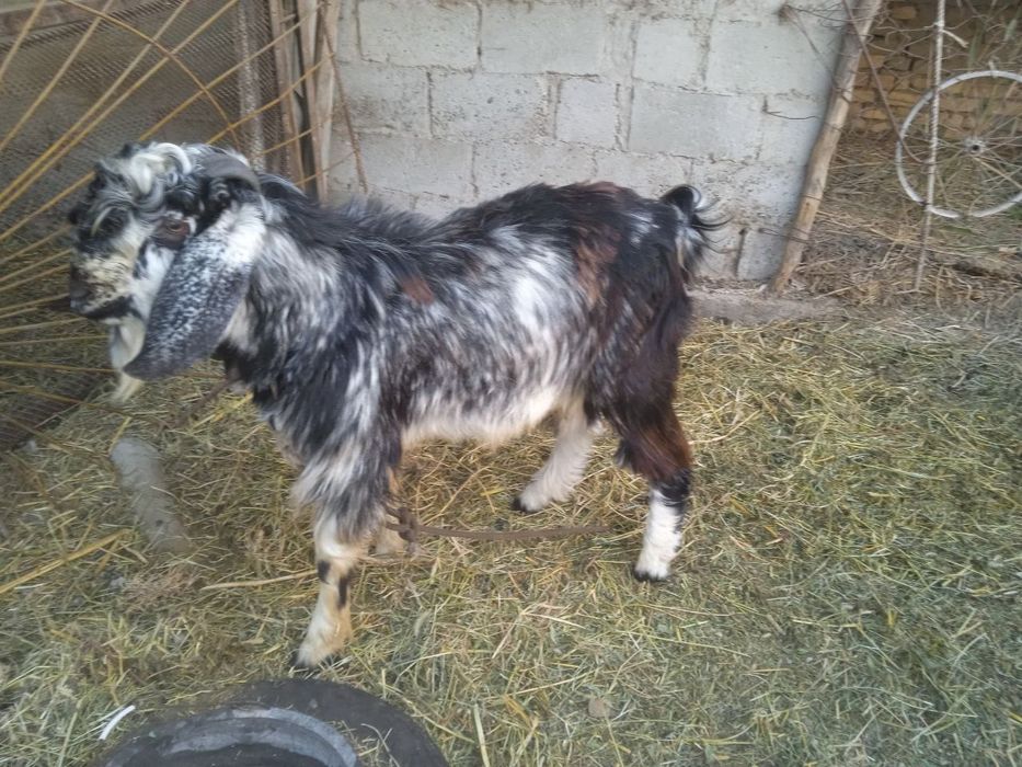 Нар Эчки сотилади