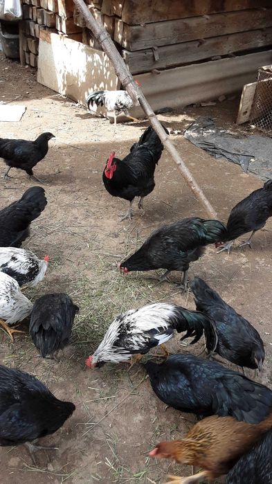 Pui si gaini Australorp