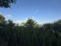 Copaci Ornamentali -Tuia- Arborele vietii