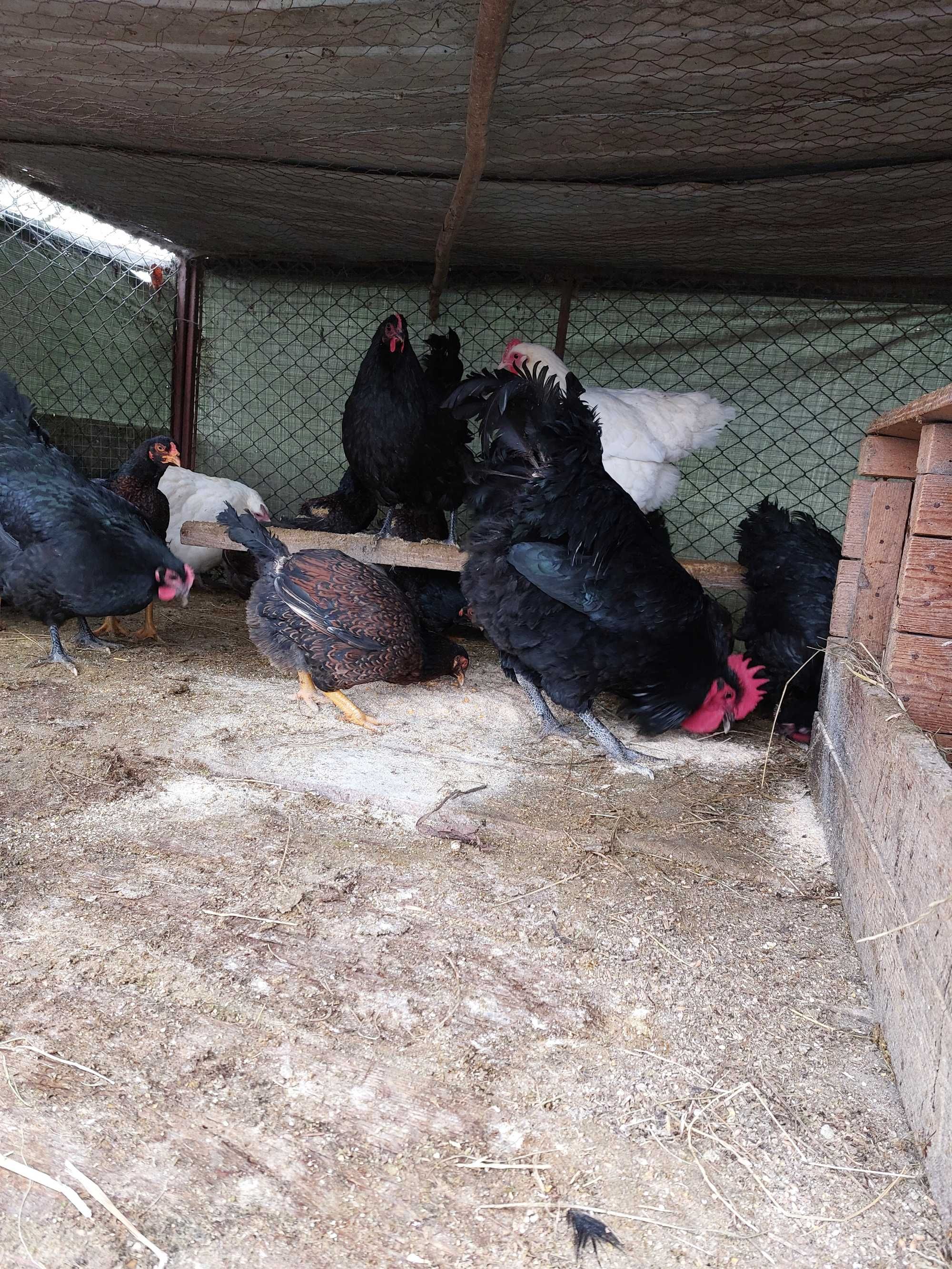 Gaini Australorp Negru