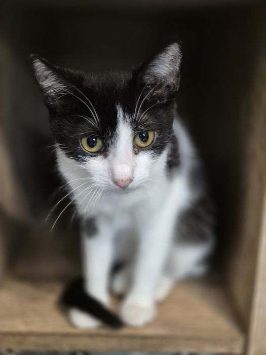 Pisicuță disponibilă gratuit pentru adopție