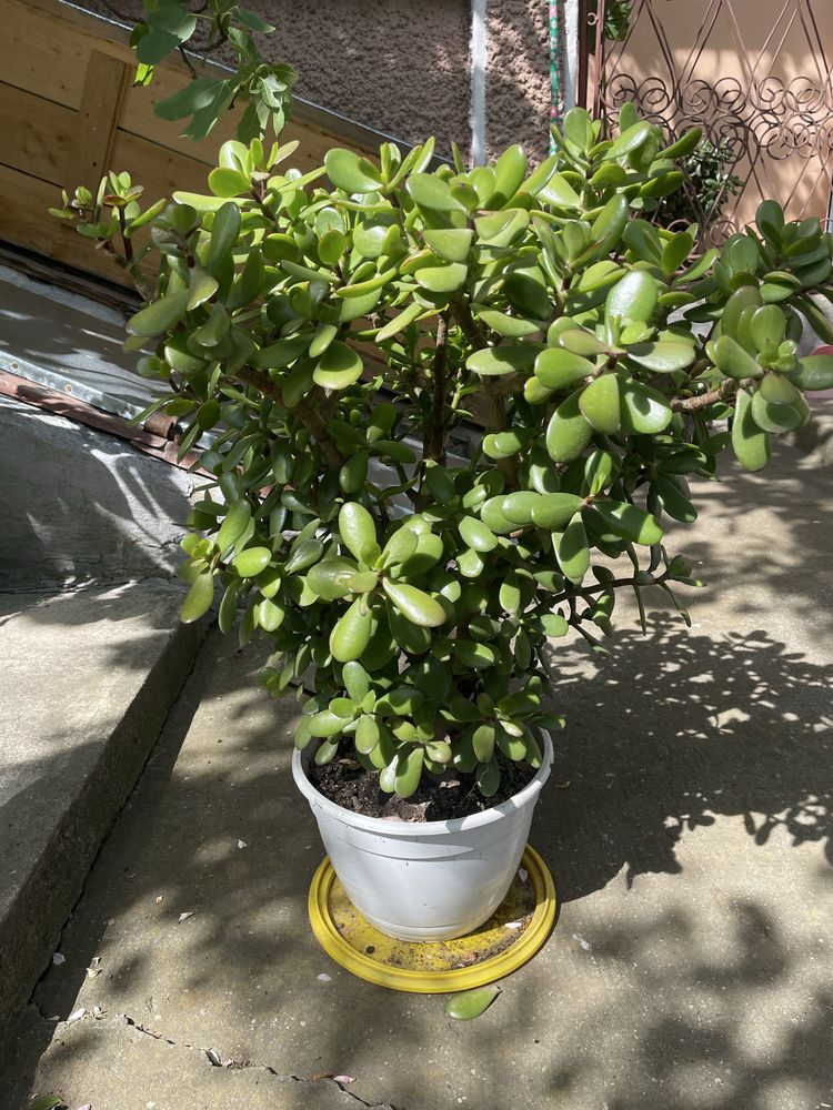 Crassula ovata.