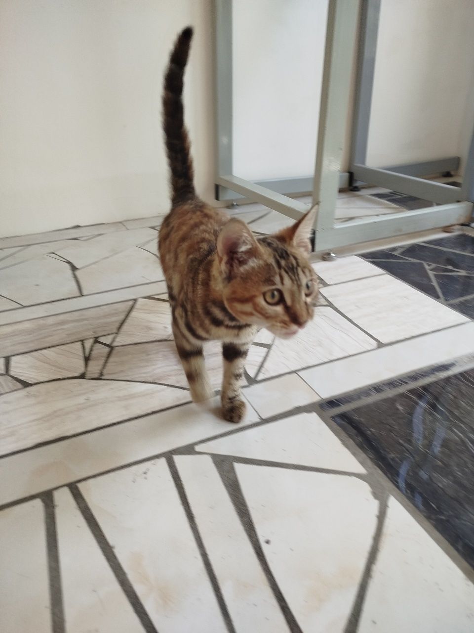 Бенгалская чисто кровний кошка