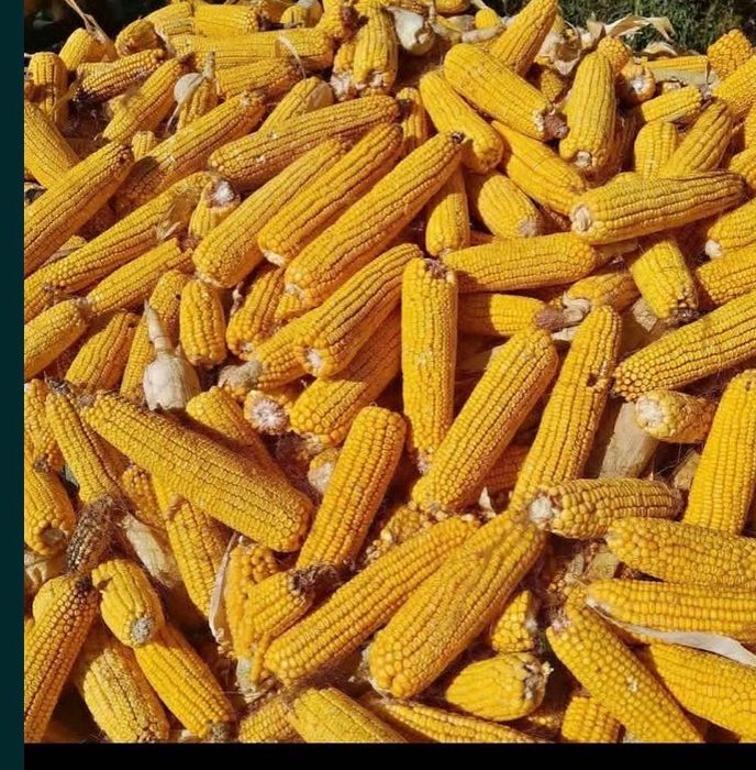 Porumb stiulete nerecoltat încă 2025 producție Kinemas