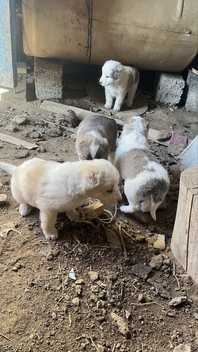 Күшіктер сатылады….