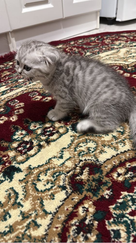 Продам котенка вислоухий
