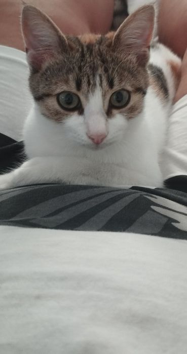 Подаряваме 3 месечно коте
