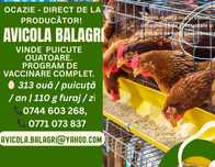 Comandă acum - Puicuţe ouătoare – Lot Limitat