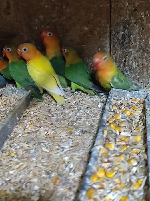 Agapornis roseicolis și Fisher