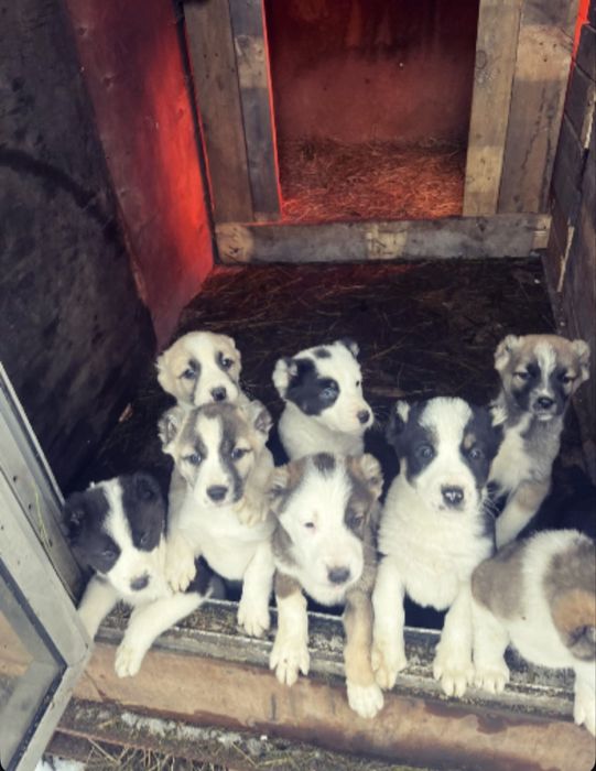 Продажа щенков (Алабай)