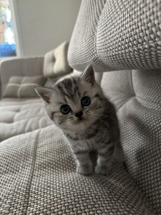 Британская кошечка