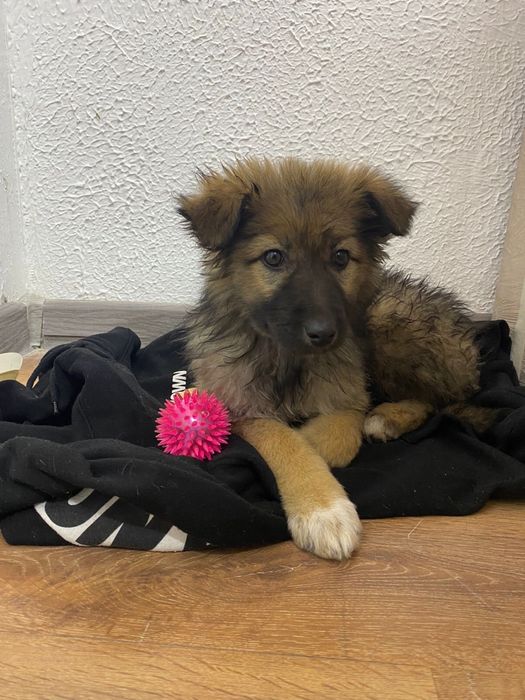 Ищем дом красивой пушистой девочке щеночку