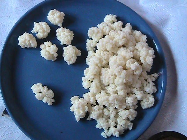 Ciuperca tibetana, Kefir de lapte, chefir, bio, Ciuperca, Chefir lapte