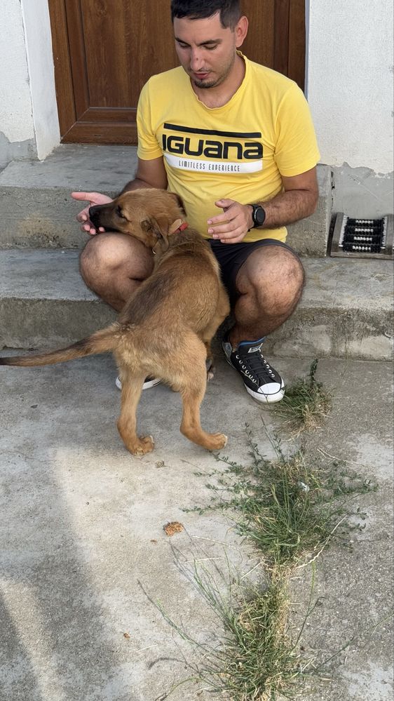Jerry cauta stapan | adoptie caine
