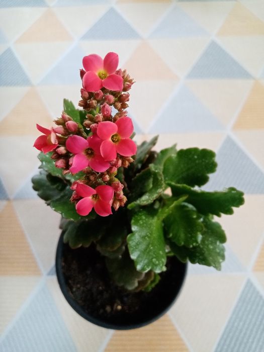 Продам  каланхоэ розовый, весь в бутонах цветов,укорененные отростки к