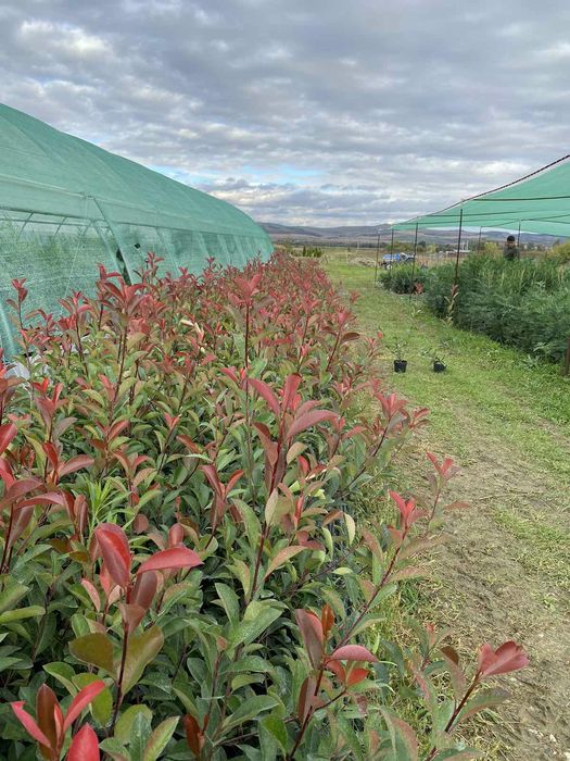 Leylandii / Laur Englezesc / Photinia R. Robin / Gold Rider / Gard viu