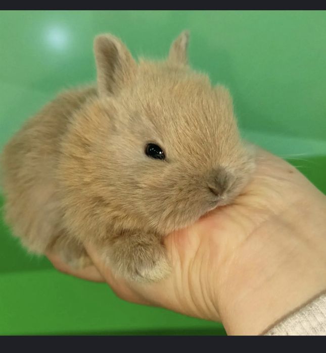 Поступление карликовых кроликов