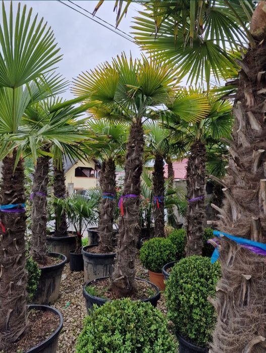 Vând palmieri trachycarpus fortunei rezistenți la îngheț