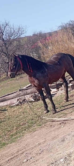 Cal castrat de vânzare