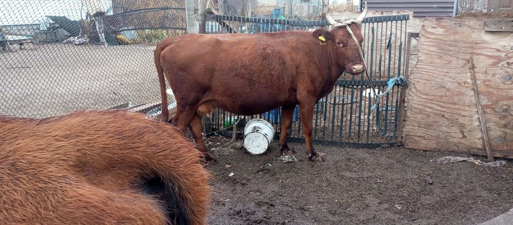 Продам трех коров и быка в хорошем состоянии