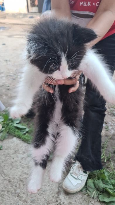 В хорошие руки котёнок, отдам