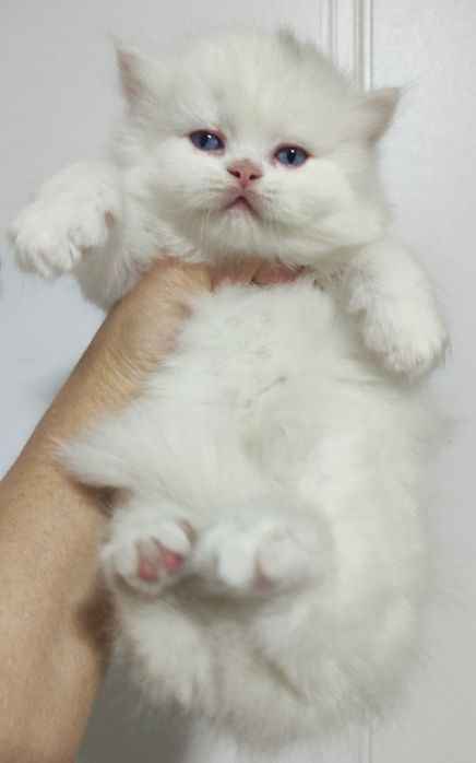 Очаровательный котёнок!