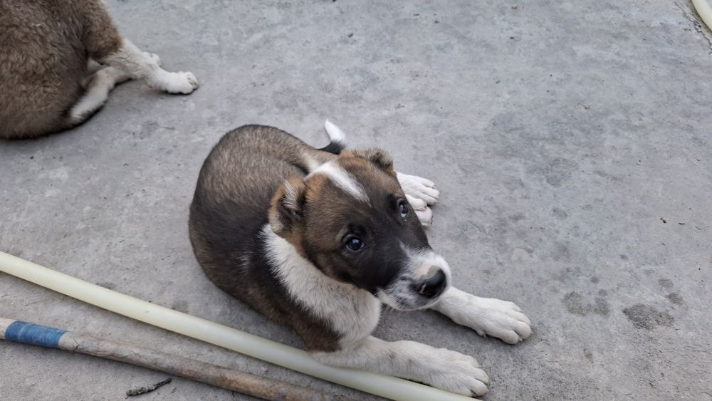 Алабай щенки 2 месяца