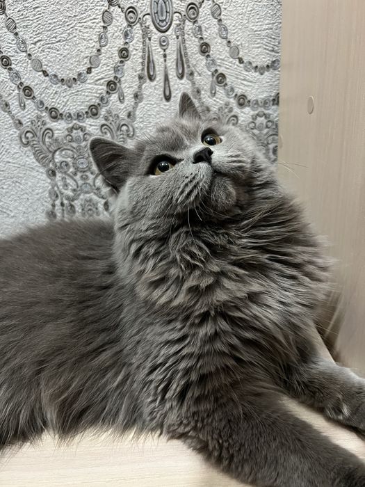 Молодой кот продаем 18000тг.Британец длиношерстный