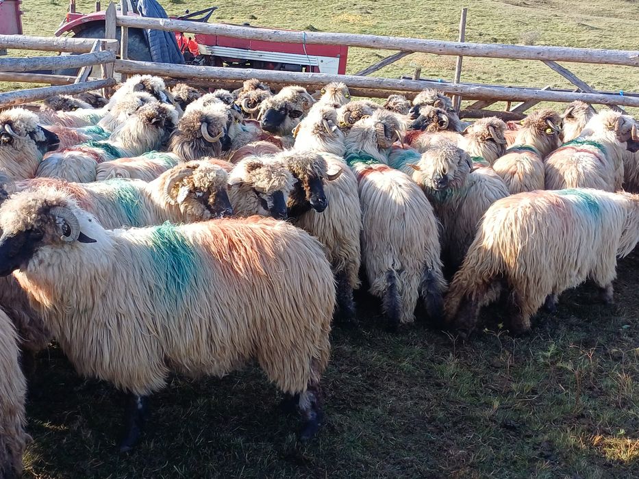 Oi  tinere de vânzare