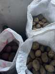 Продам картошку домашнюю
