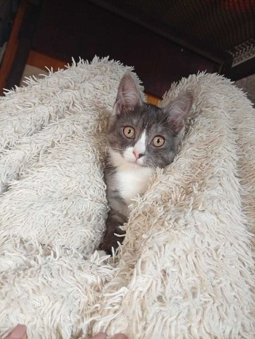 Отдам бесплатно кошечек