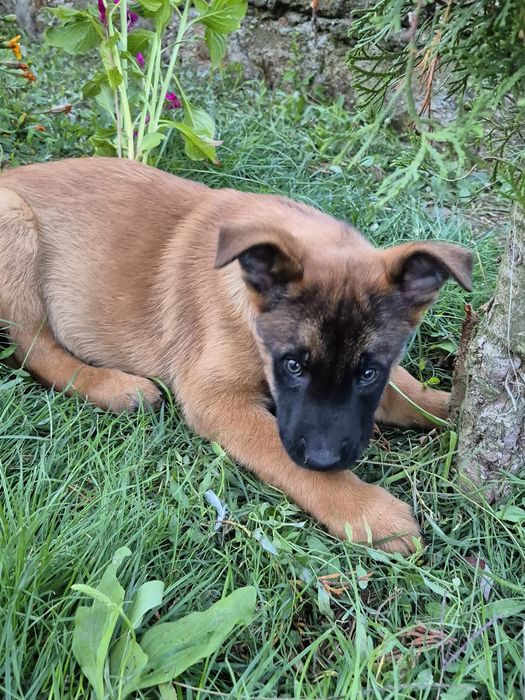 Se ofera spre adoptie, nu vand