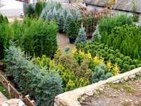 Plante ornamentale BLACK FRIDAY 40%  tuia, copaci, brazi, magnolia.