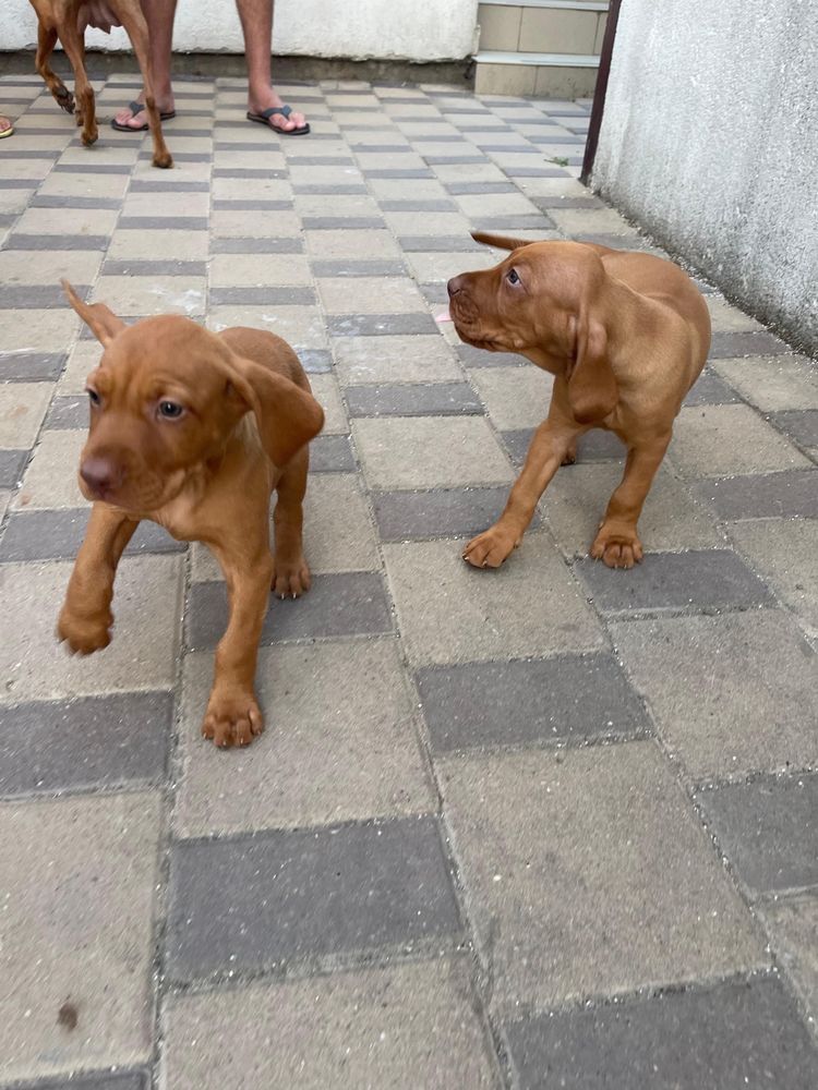 Vand pui de viszla maghiara autentici!!!
