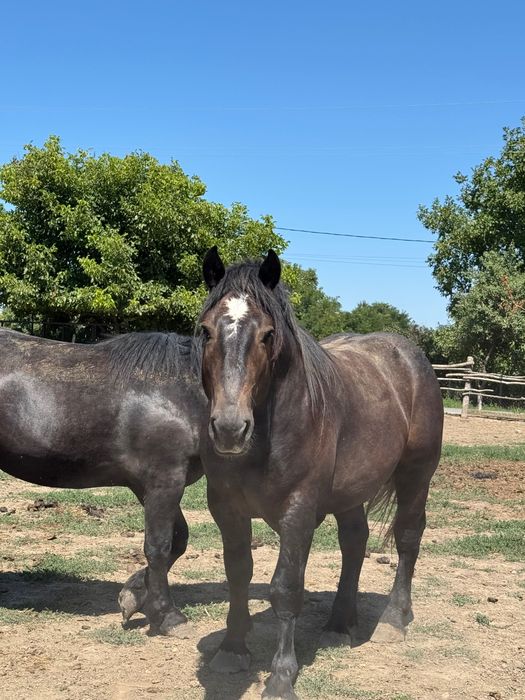 2 Armăsari de vânzare