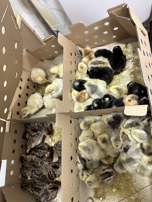 Pui de carne , rasa mixtă, kabir, puicuțe ouat, rate, gaste, curcani