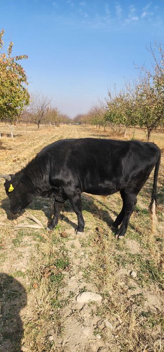 Новвос ва хунажин