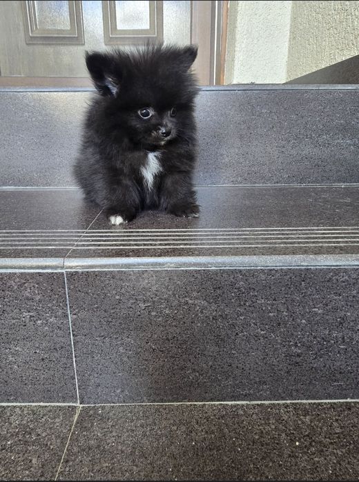 Pomeranian mascul