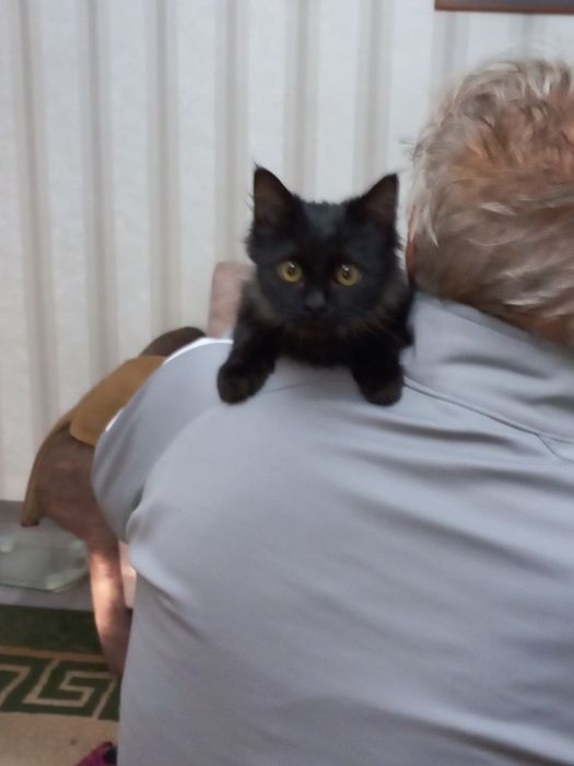 Отдам котенка в хорошие руки