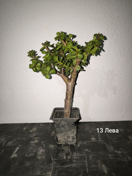 Портулакария Афра