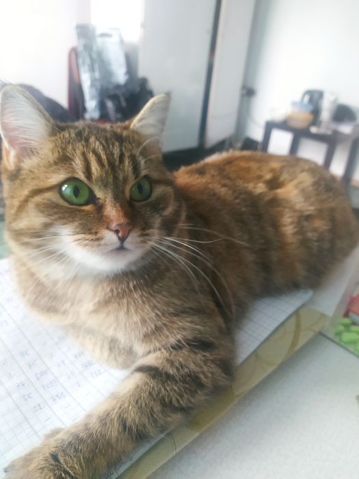 Ищет дом и заботливого хозяина