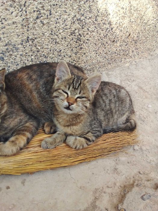 Котята - Раздаём бесплатно