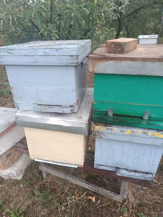 Vând 12-15 lăzi goale pt albine