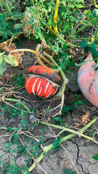 Dovleci decorativi, tărtăcuțe