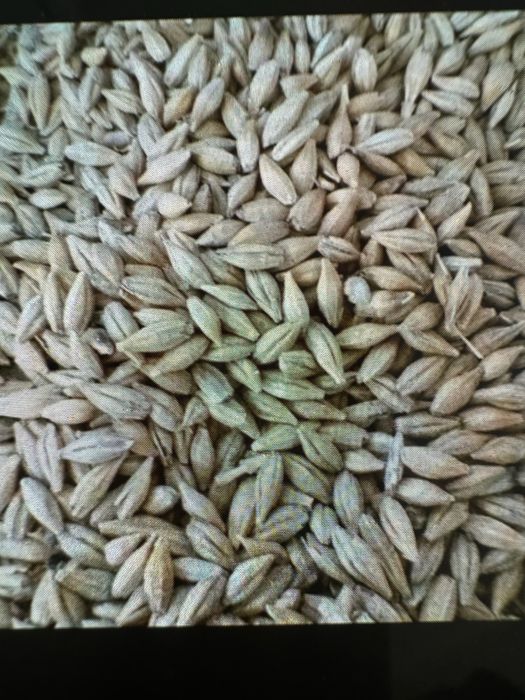 Продам пшеницу чистую в мешках