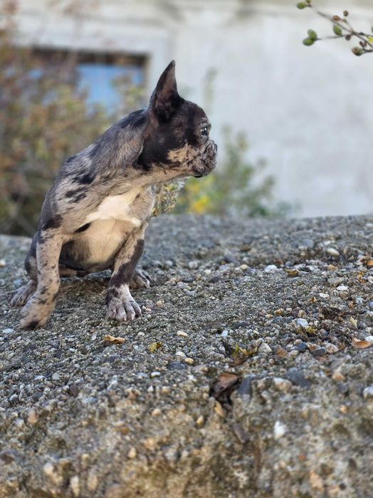 Cățelușă Bulldog Francez Merle - de vânzare