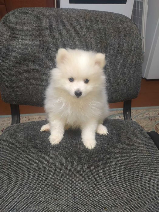 Продам щенков Шпица